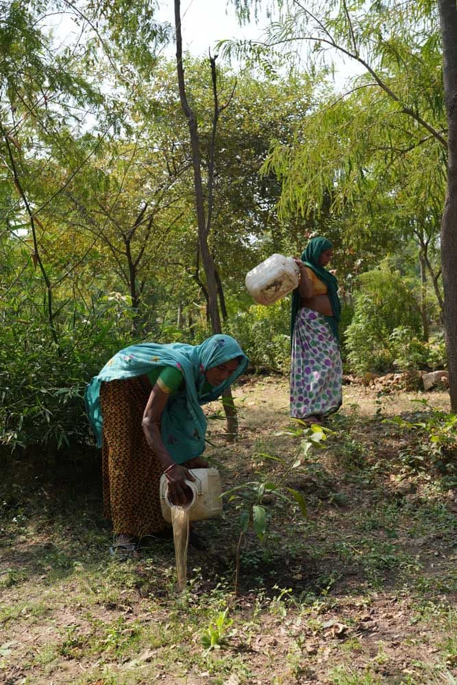 Reforestation and Biodiversity